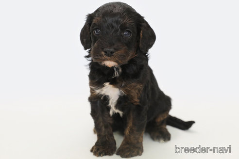 成約済の神奈川県のキャバプー:キャバリア×トイプードル-332329の1枚目